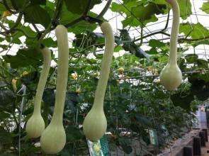 崖城蒲瓜今日价格行情,价格波动背后的市场解析