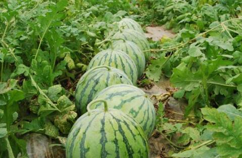 吃瓜网今日吃瓜热门大瓜谭竹,吃瓜网今日热门大瓜，揭秘娱乐圈风云人物背后的故事