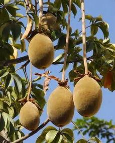 今日角瓜行情,涨跌波动，市场动态一览