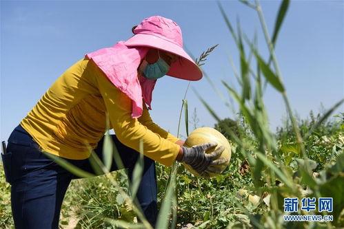 老汉瓜今日价格,新鲜上市，品质保证