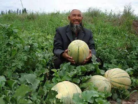 老汉瓜今日价格,新鲜上市，品质保证