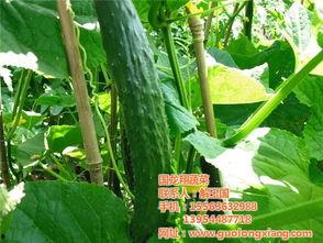 小瓜今日报价最新,新鲜瓜果价格一览，尽享夏日清凉时光”