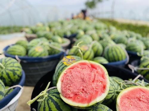 老瓜农麒麟瓜今日价格,老瓜农带你领略夏日美味新选择