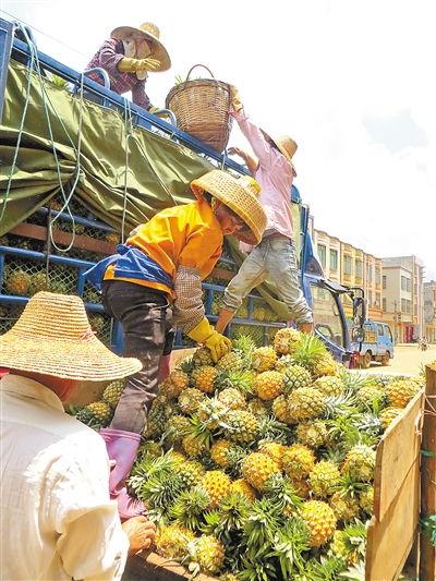 徐闻蒲瓜今日价格,市场行情一览