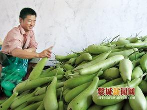 徐闻蒲瓜今日价格,市场行情一览