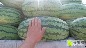 开鲁网纹瓜今日价格批发,今日价格行情一览