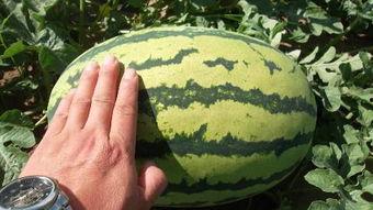 开鲁网纹瓜今日价格批发,今日价格行情一览