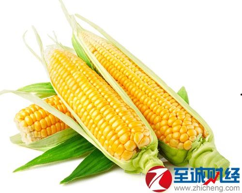 玉米今日行情瓜洲,今日市场动态解析