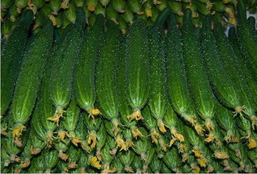 安徽砀山美都无籽麒麟瓜今日价格,价格行情一览