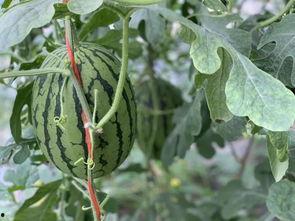 今日小吊瓜行情怎么样啊,涨跌互现，市场动态解析