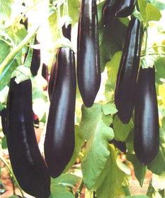 茂名茄瓜今日地里收购价