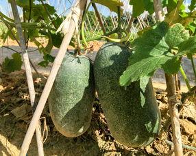 茂名茄瓜今日地里收购价
