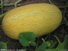 哈密瓜批发价格今日价,行情波动，市场动态一览”