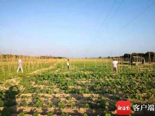 崖州区今日瓜菜价格,崖州瓜菜今日价格行情一览