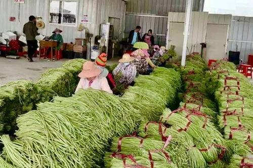 崖州区今日瓜菜价格,崖州瓜菜今日价格行情一览