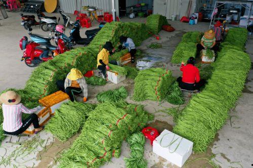 崖州区今日瓜菜价格,崖州瓜菜今日价格行情一览