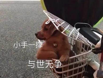 今日吃瓜小八卦图片表情包,表情包带你领略娱乐圈风云变幻