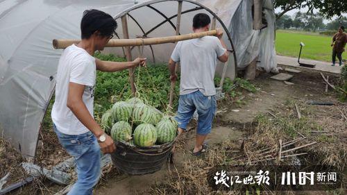 小瓜价格今日行情,价格波动，市场供需分析