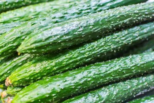 小瓜价格今日行情,价格波动，市场供需分析