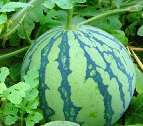 小瓜价格今日行情,价格波动，市场供需分析