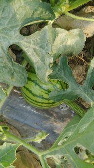 勐海麒麟瓜今日价格,价格行情一览