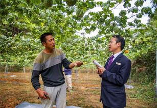 小吊瓜今日行情最新消息,今日最新价格走势解析