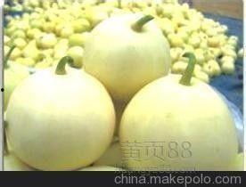 小吊瓜产地今日价格行情,涨跌波动，市场动态一览”