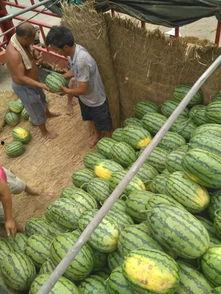 开封今日瓜价最新消息,今日瓜价行情一览