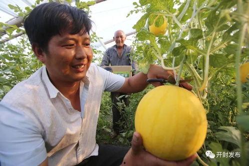 开封今日瓜价最新消息,今日瓜价行情一览