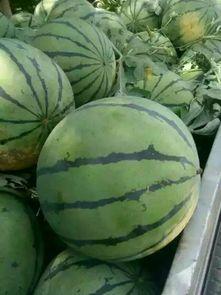 开封今日瓜价最新消息,今日瓜价行情一览