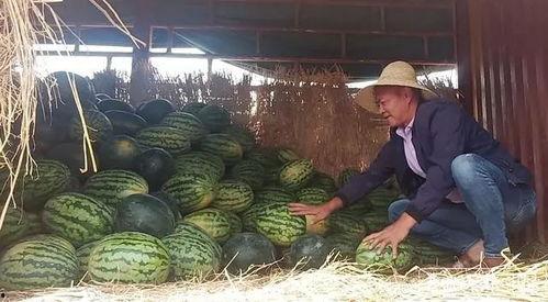 瓜农今日吃瓜,品味丰收喜悦