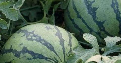 瓜农今日吃瓜,品味丰收喜悦