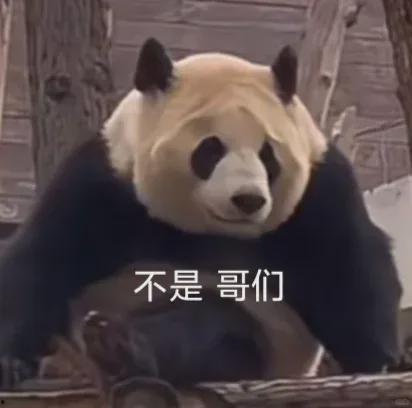 明星网红看熊猫是谁,揭秘“熊猫界”的神秘魅力