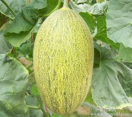 潍坊哈密瓜今日价格行情,价格行情一览