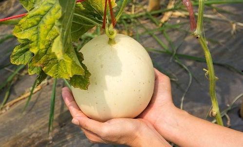 17吃瓜热门今日吃瓜,17吃瓜热门事件深度解析