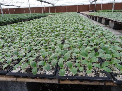 寿光小瓜今日价格行情,今日行情一览”