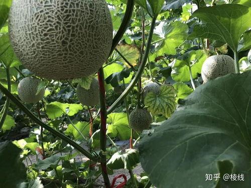 玫珑瓜批发价今日,价格波动背后的市场动态”