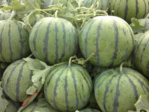 小瓜今日收购价,市场动态一览”