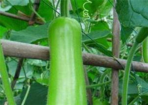 瓠瓜今日价格行情,今日行情一览