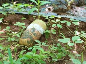 瓠瓜今日价格行情,今日行情一览