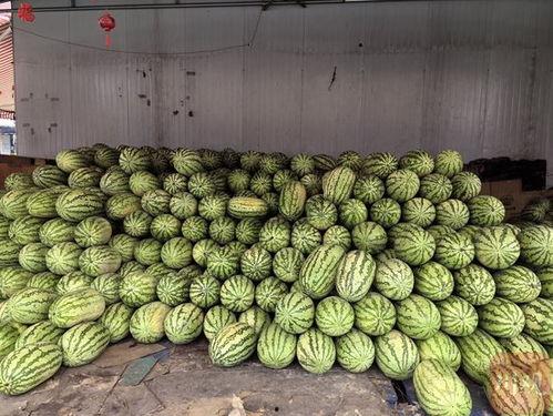 宁夏石头瓜今日批发价格,品质瓜果，价格亲民！”