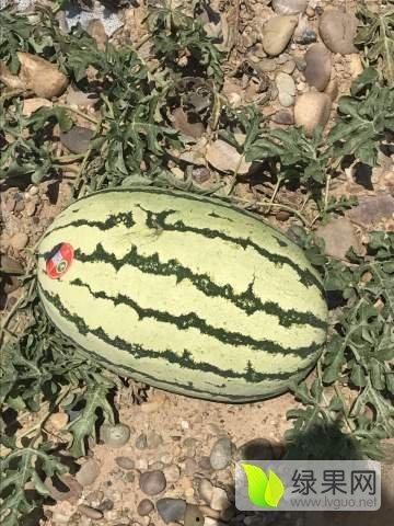 宁夏石头瓜今日批发价格,品质瓜果，价格亲民！”