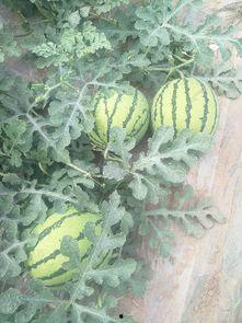 夏邑西瓜今日价次瓜,品味夏日甘甜，探寻市场动态