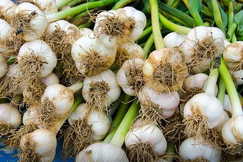 今日中牟吊瓜价格多少钱,行情动态一览