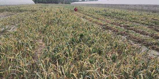 今日中牟吊瓜价格多少钱,行情动态一览