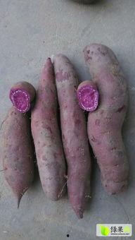 今日龙九地瓜价格,市场行情一览”