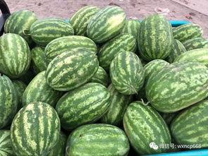 茄瓜行情今日行情最新,今日最新走势解析，价格波动背后的市场动态”