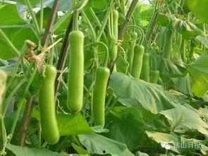 瓠瓜干今日行情,今日市场动态一览