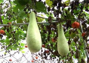 瓠瓜干今日行情,今日市场动态一览