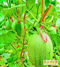 哈密瓜今日价格行情海南牛三,今日价格行情解析